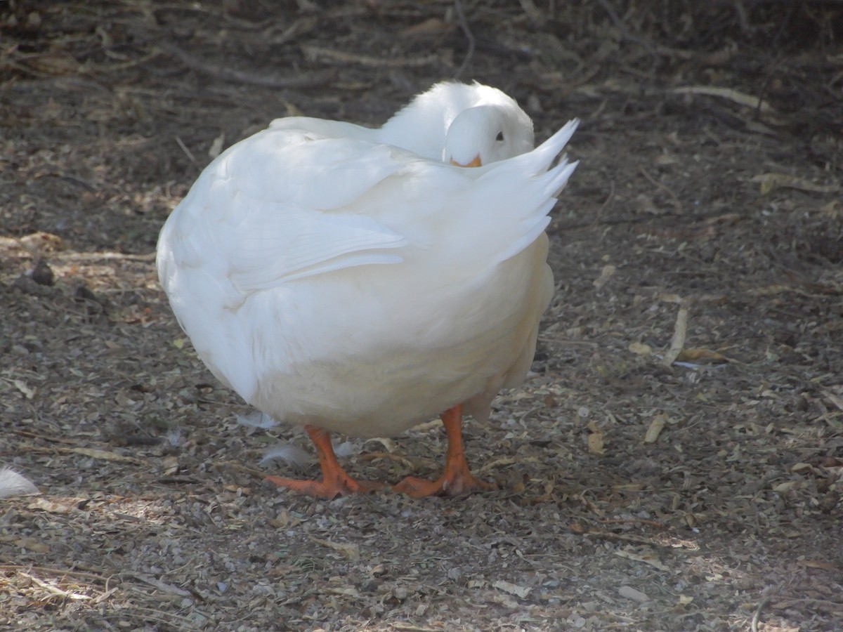 duck sp. - ML642406747