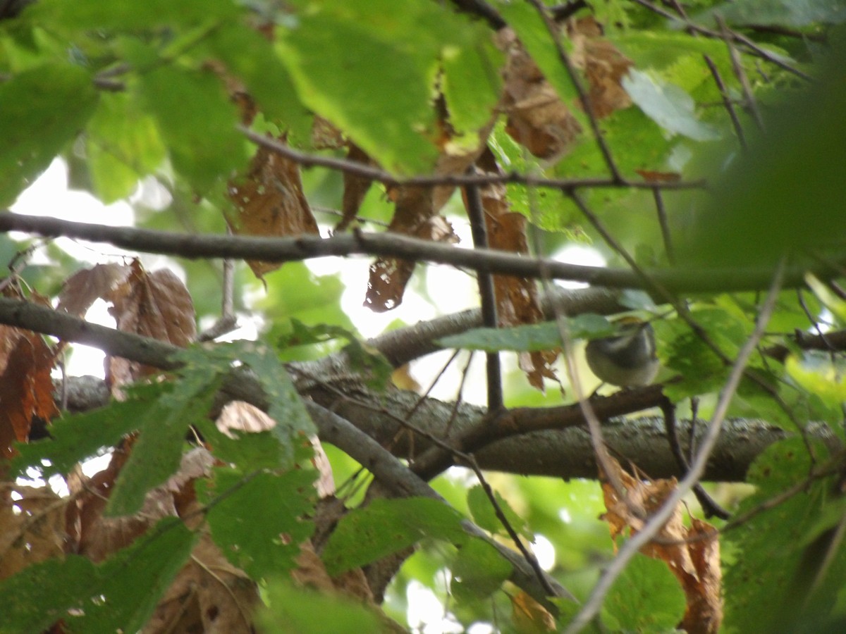 Golden-winged Warbler - ML642406751