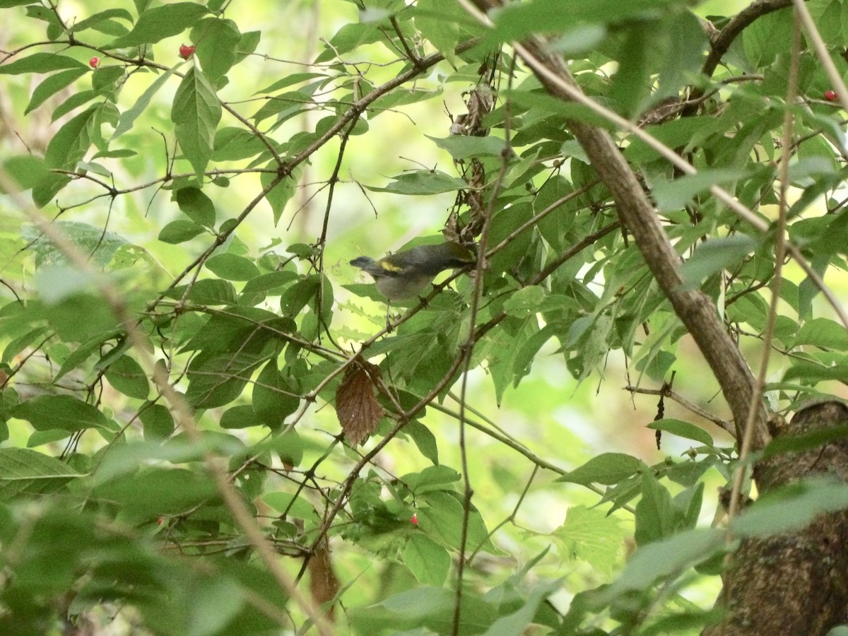 Golden-winged Warbler - ML642406753