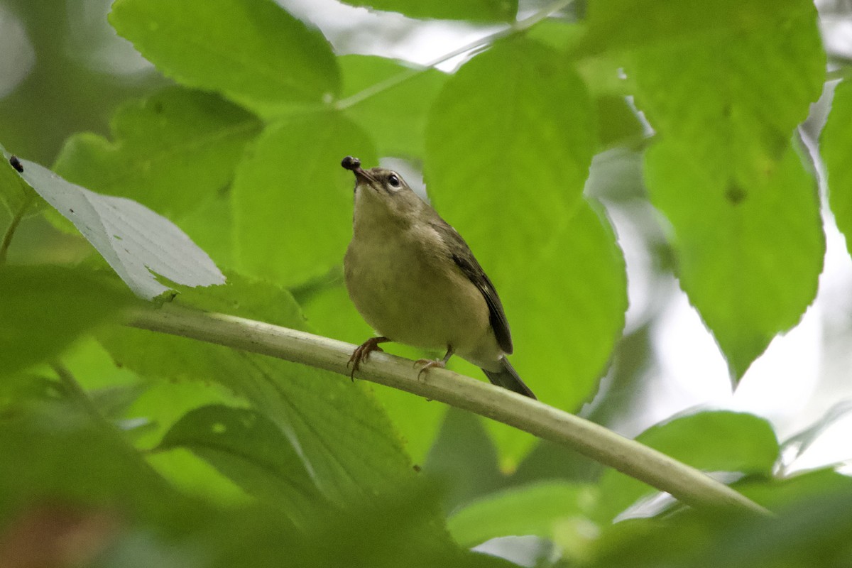 Black-throated Blue Warbler - ML642406755