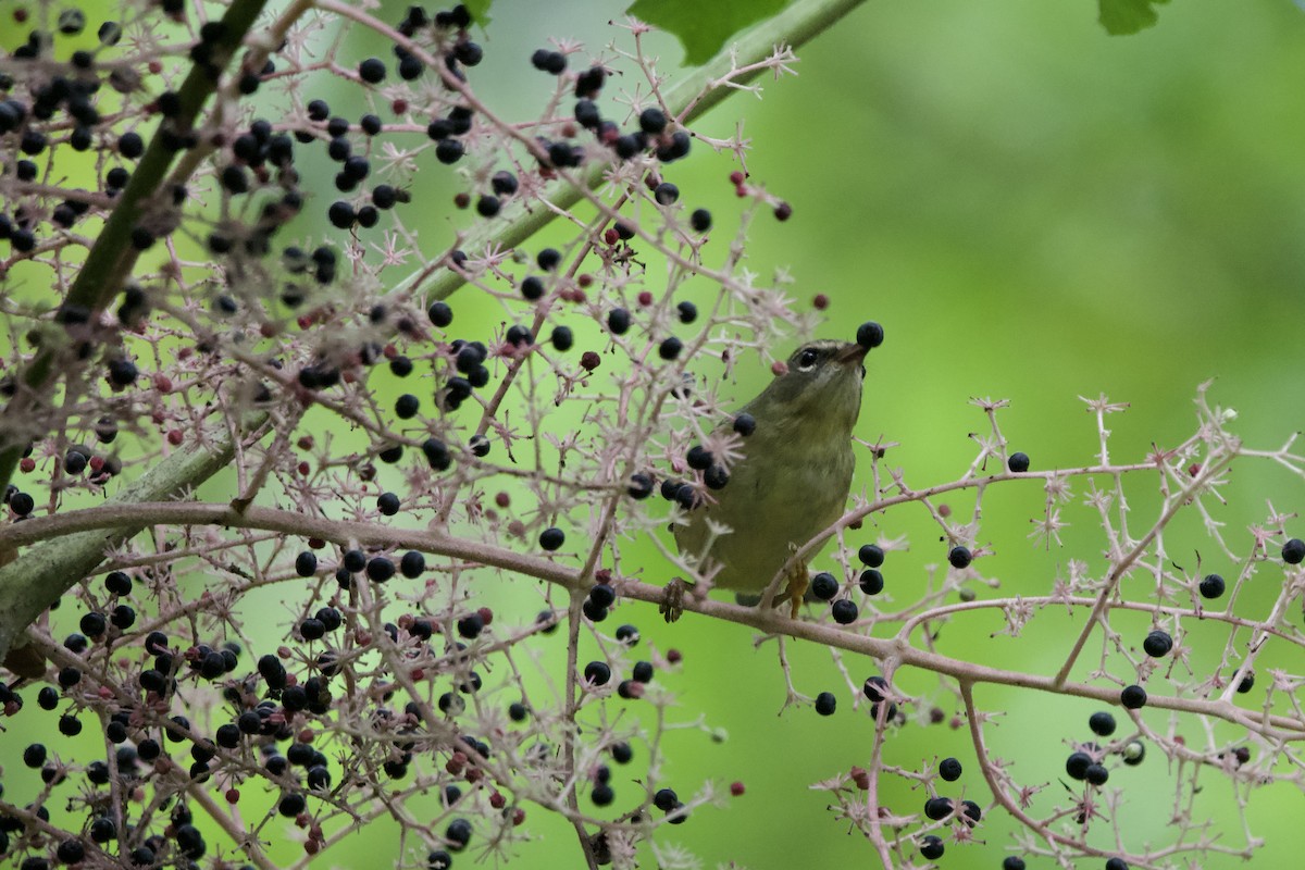 Black-throated Blue Warbler - ML642406756