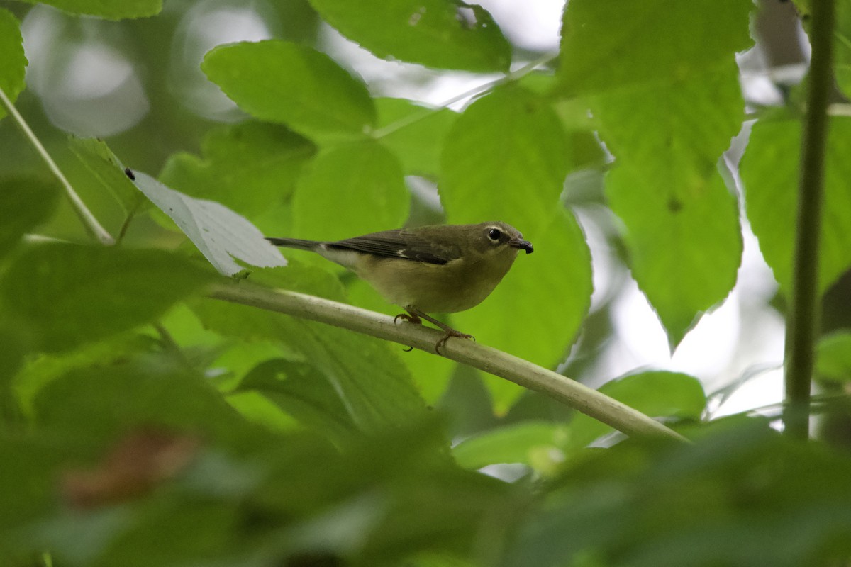 Black-throated Blue Warbler - ML642406757