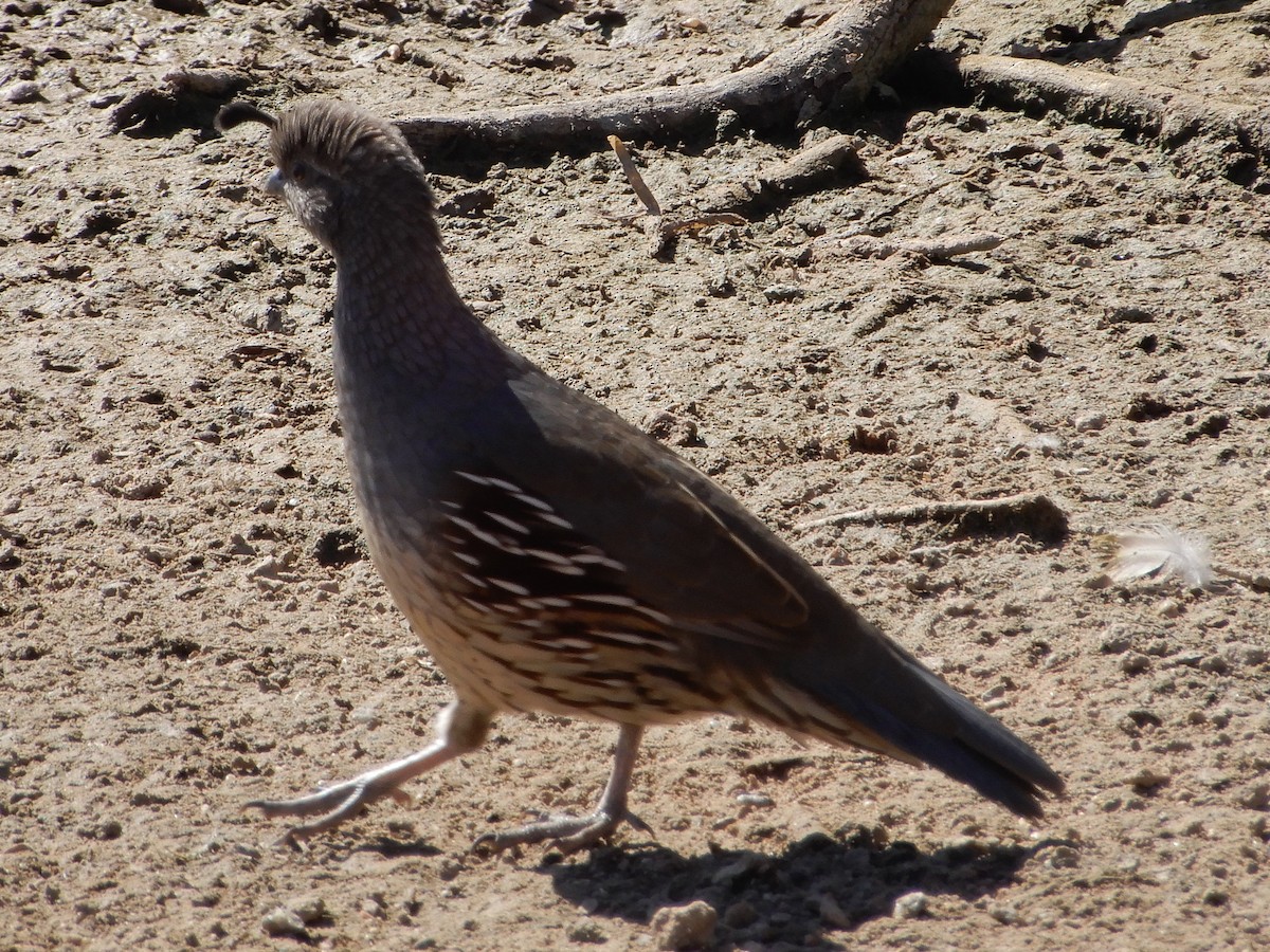 Gambel's Quail - ML642406758