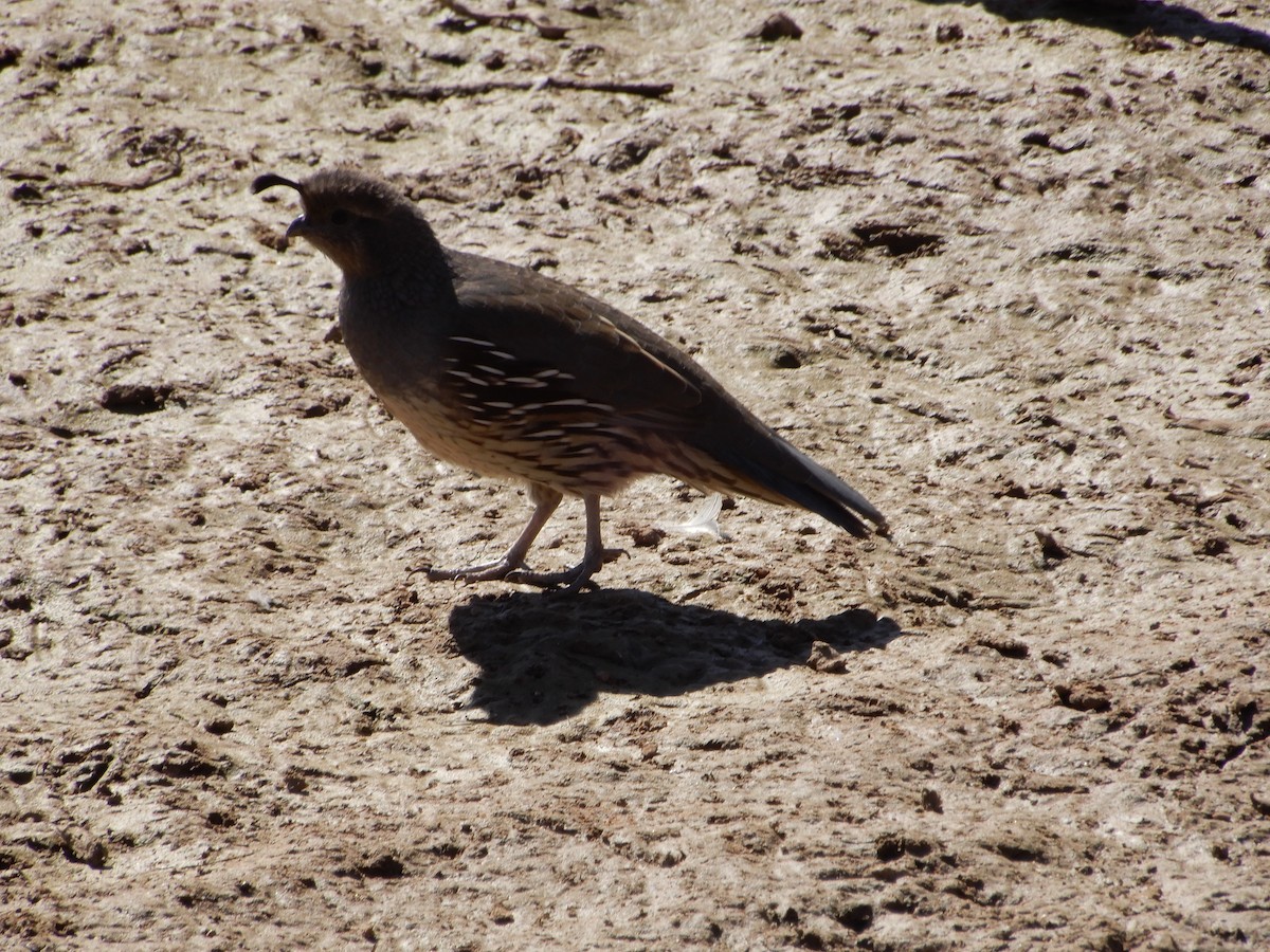 Gambel's Quail - ML642406760