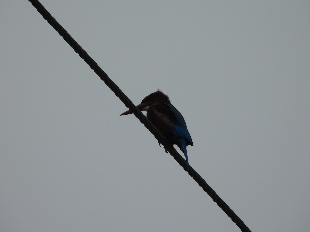 White-throated Kingfisher - ML642406764