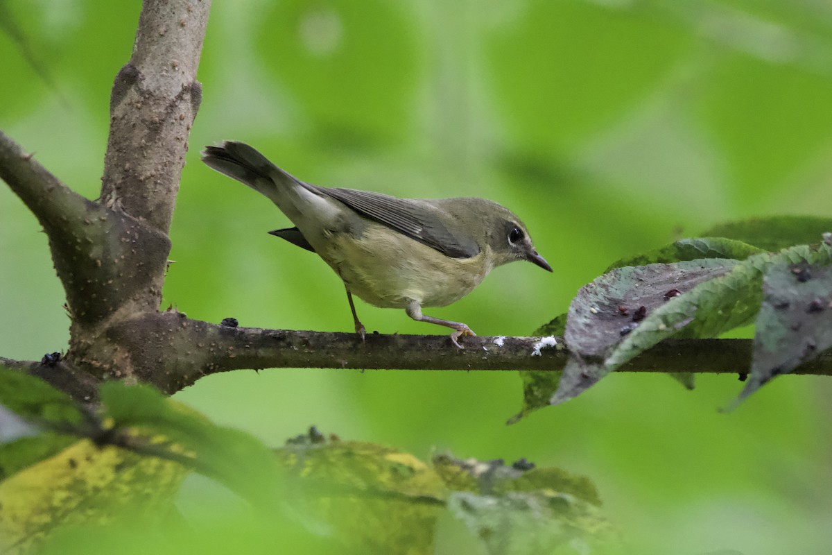 Black-throated Blue Warbler - ML642406765