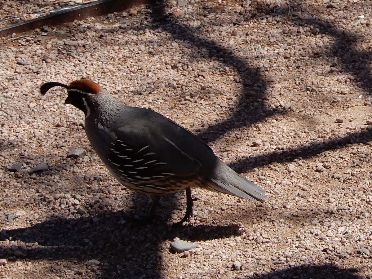 Gambel's Quail - ML642406766