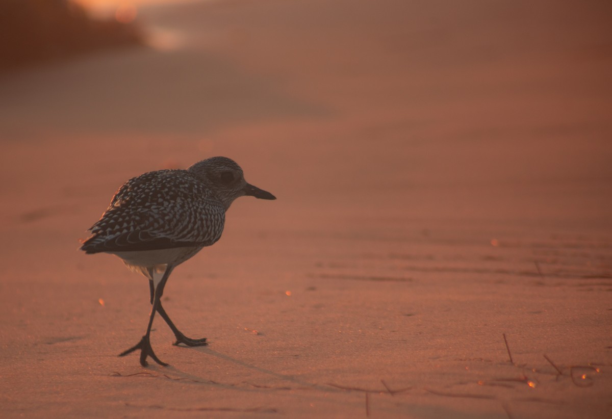 Black-bellied Plover - ML642406768