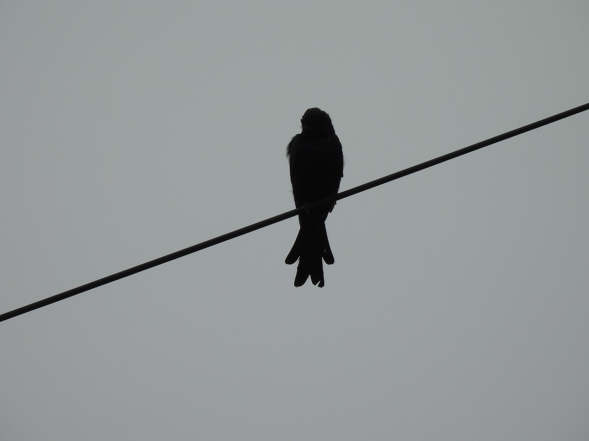 Black Drongo - ML642406769