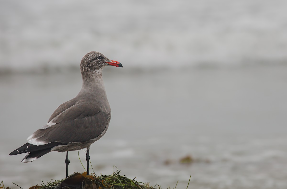 Heermann's Gull - ML642406773
