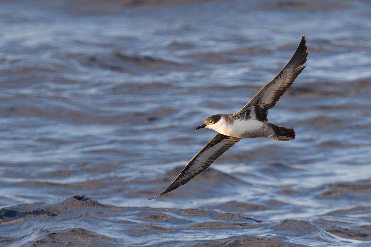 Great Shearwater - ML642406774