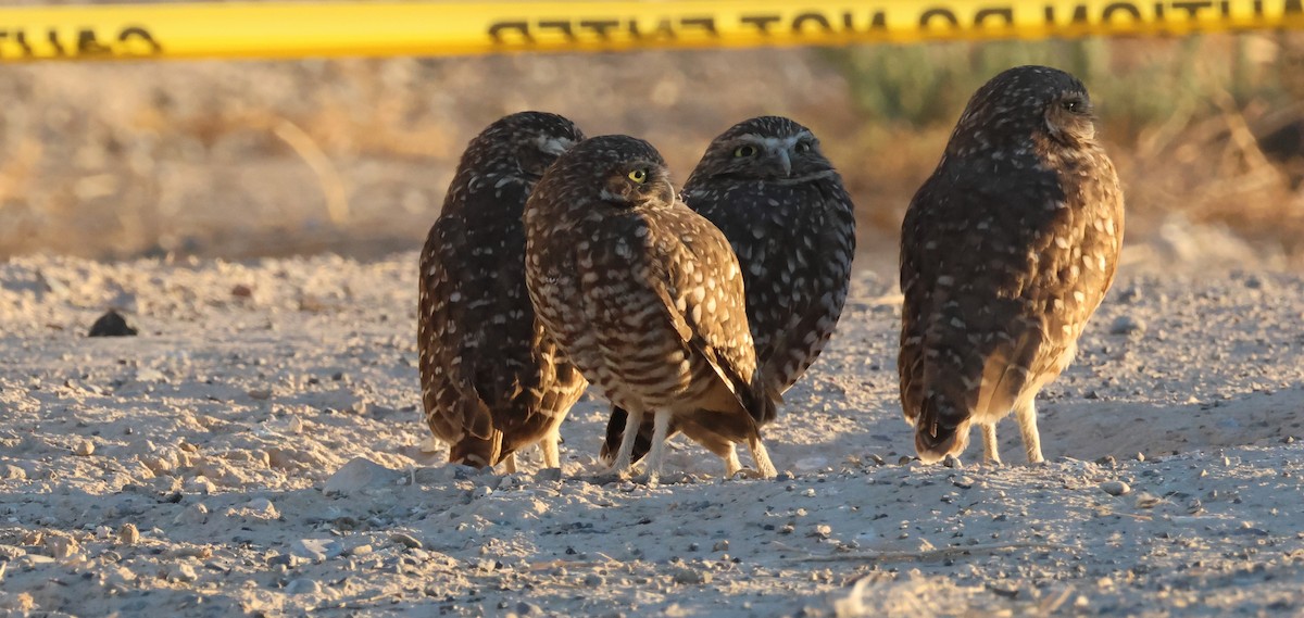 Burrowing Owl - ML642406775