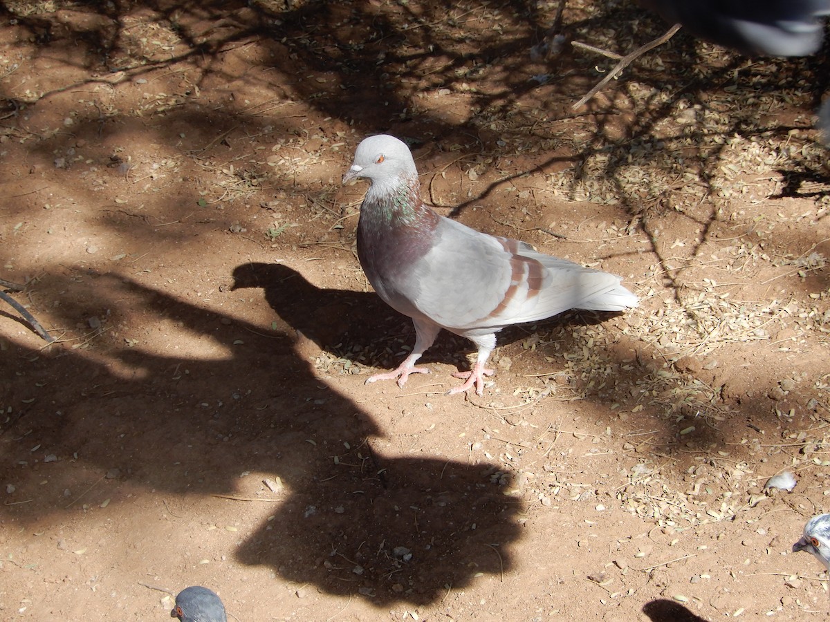 Rock Pigeon (Feral Pigeon) - ML642406776