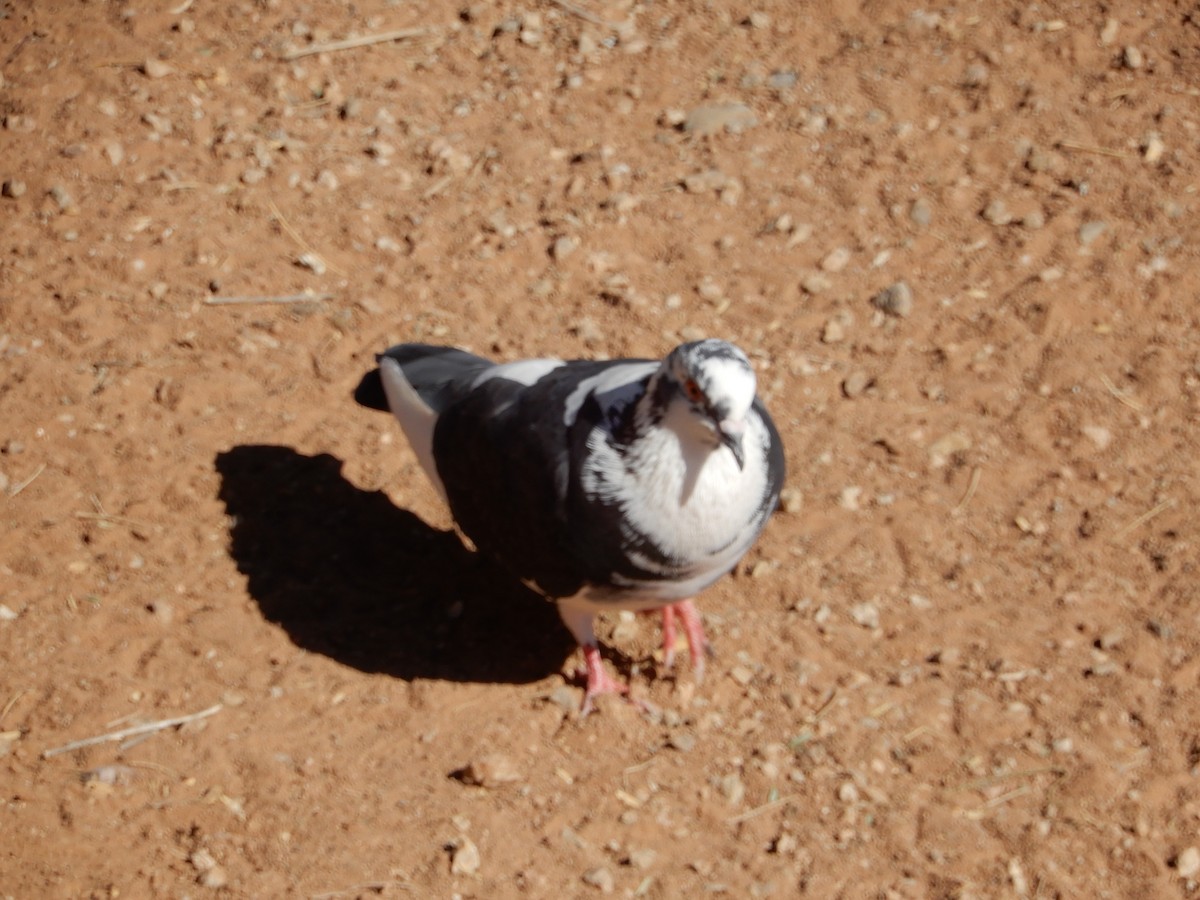 Rock Pigeon (Feral Pigeon) - ML642406777