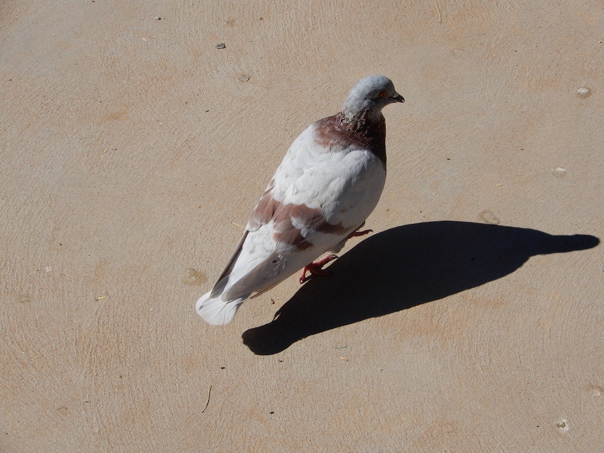 Rock Pigeon (Feral Pigeon) - ML642406778