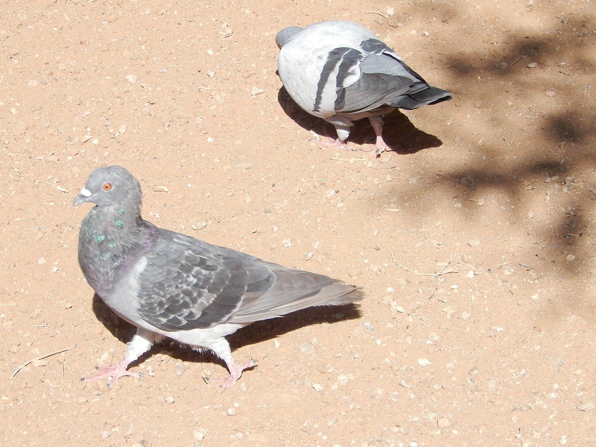 Rock Pigeon (Feral Pigeon) - ML642406779