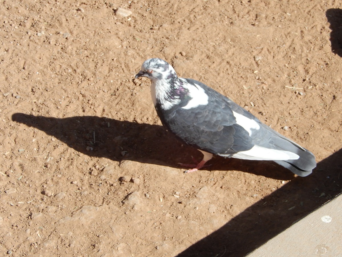 Rock Pigeon (Feral Pigeon) - ML642406780