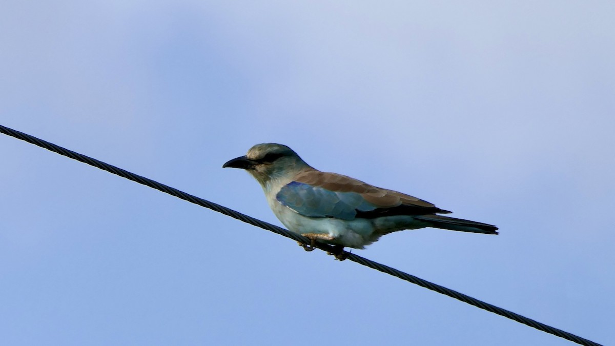 European Roller - ML642406782