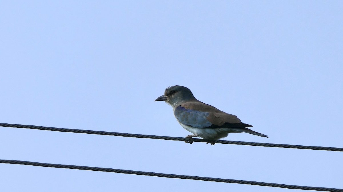 European Roller - ML642406783