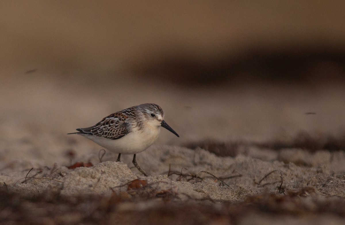 Western Sandpiper - ML642406785
