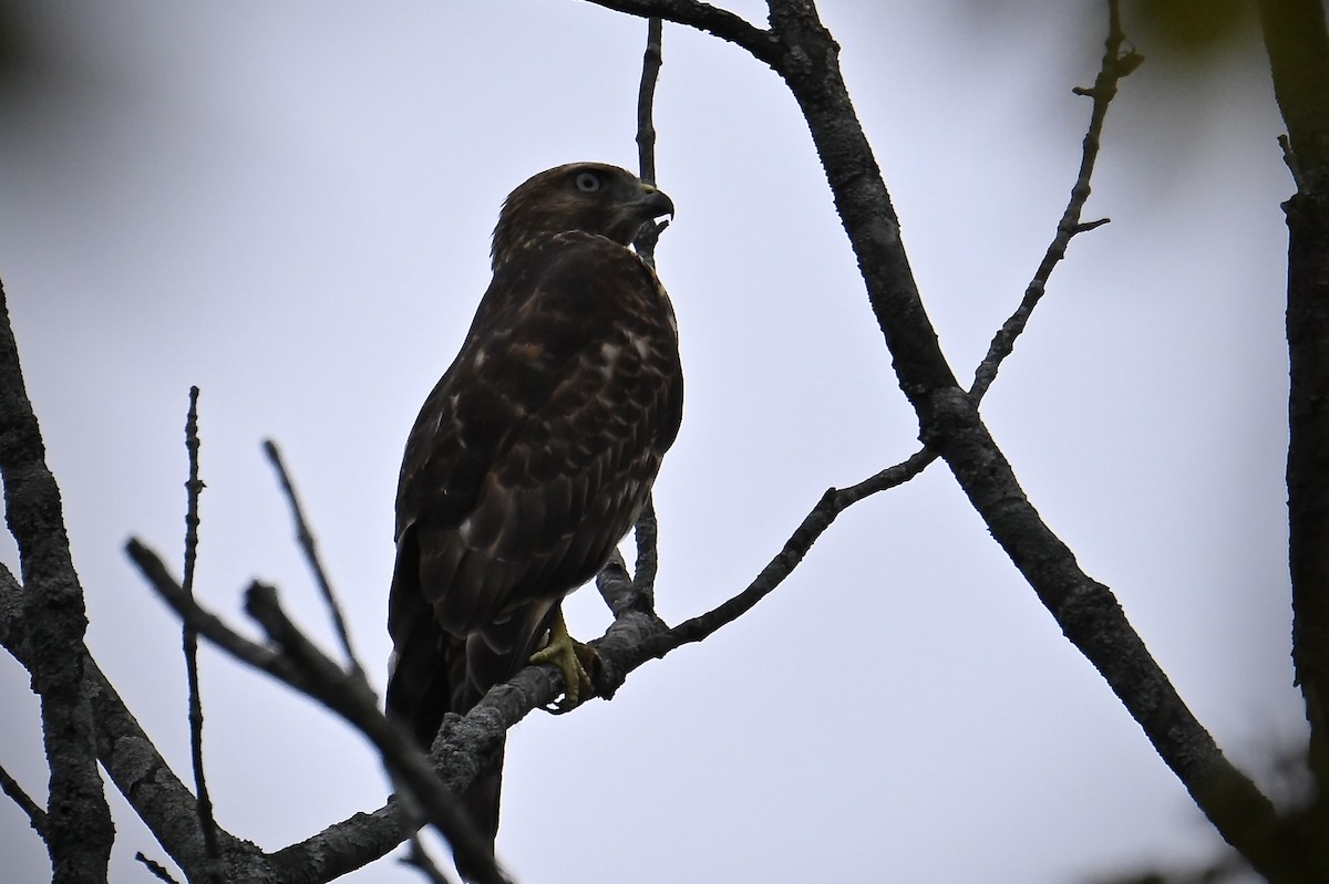 Broad-winged Hawk - ML642406786