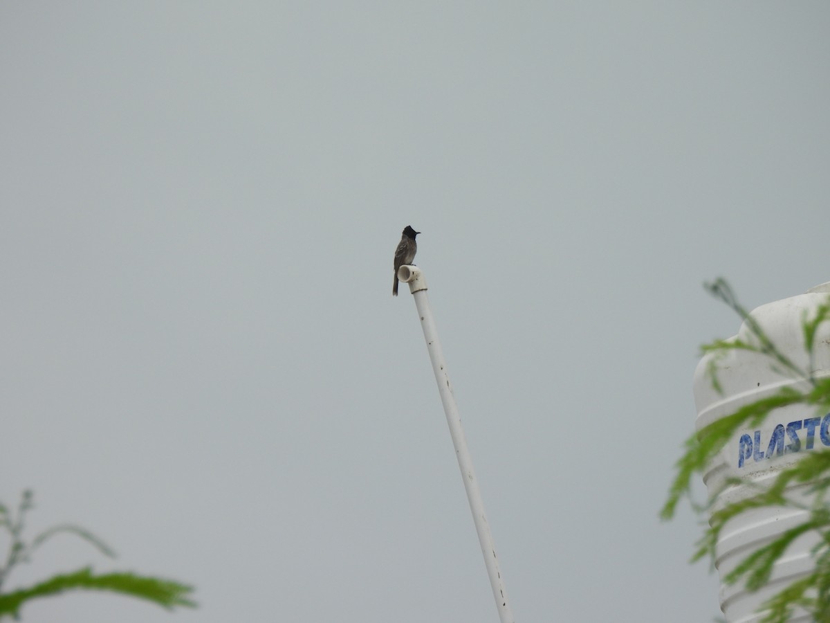 Bulbul ipurgorria - ML642406807