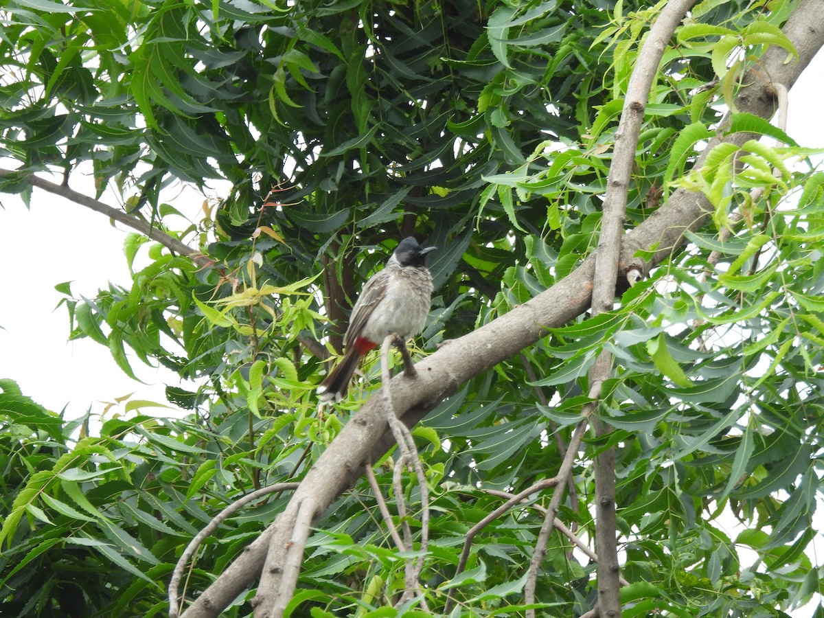 Bulbul ipurgorria - ML642406809