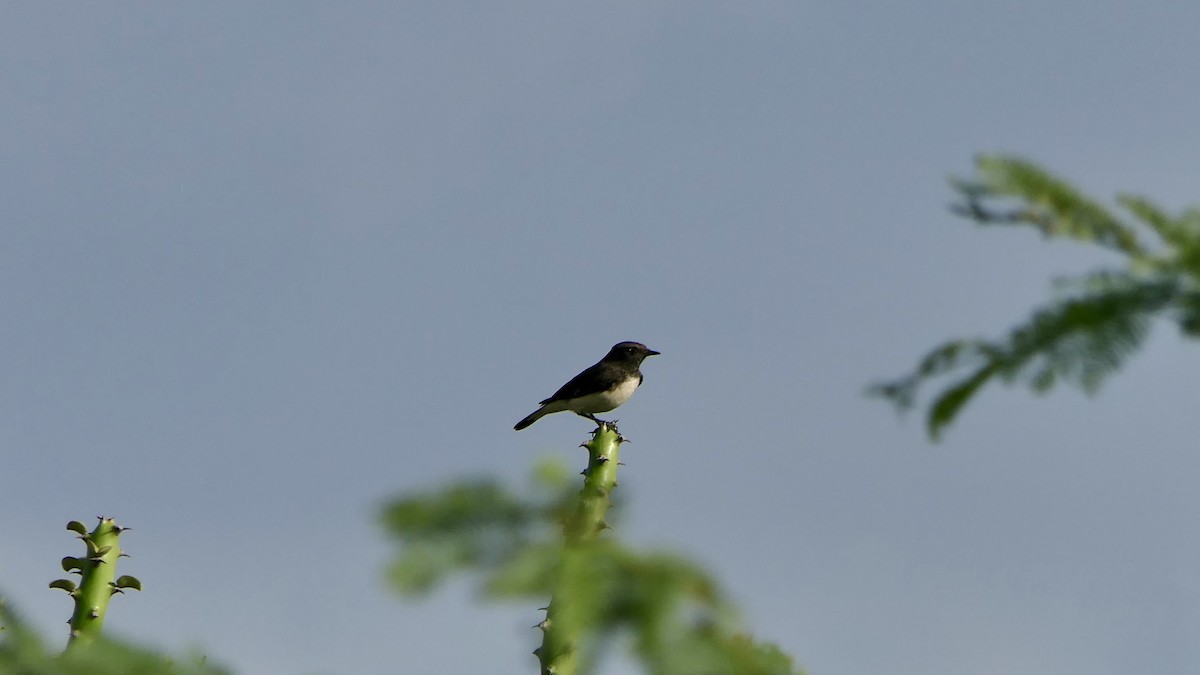 Variable Wheatear - ML642406811