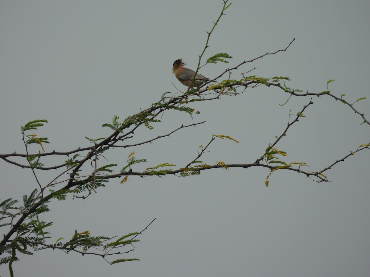 Brahminy Starling - ML642406813