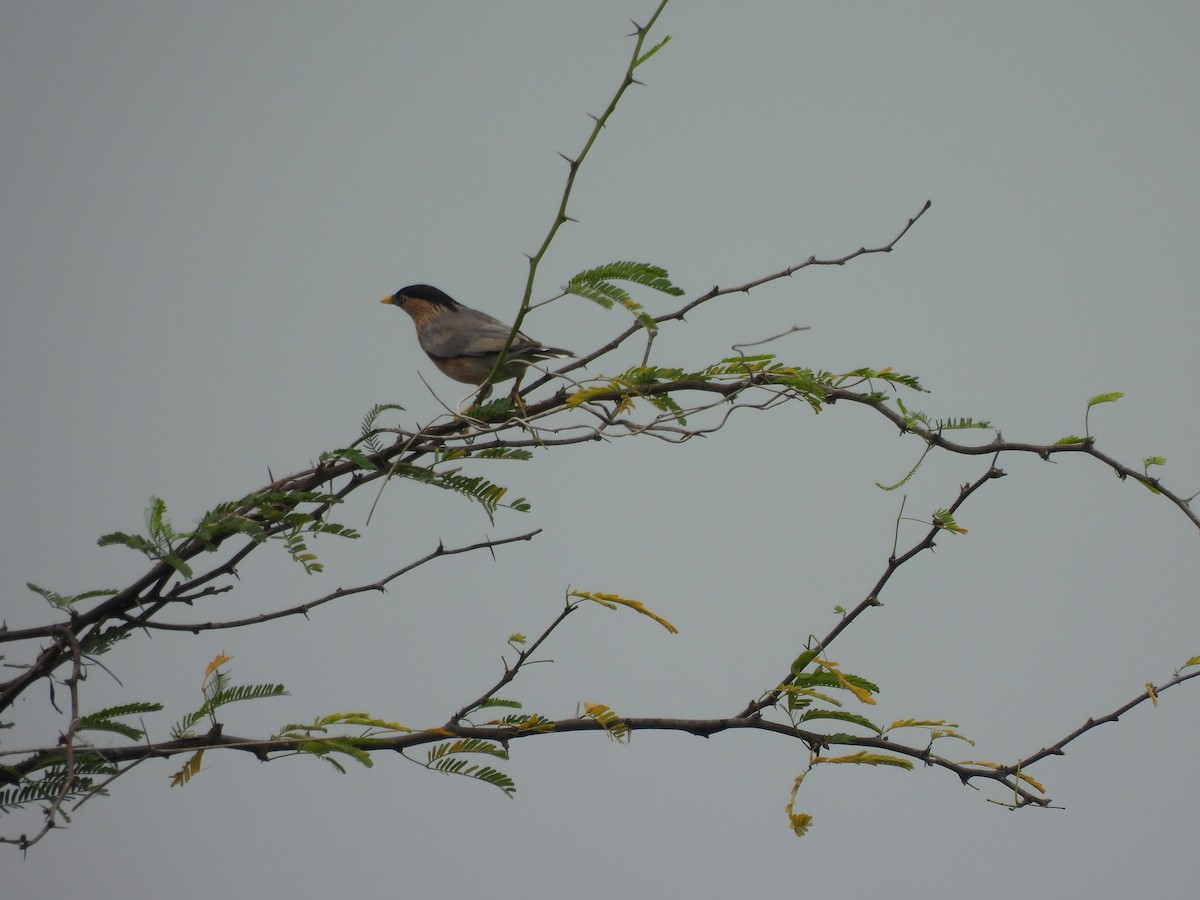 Brahminy Starling - ML642406815