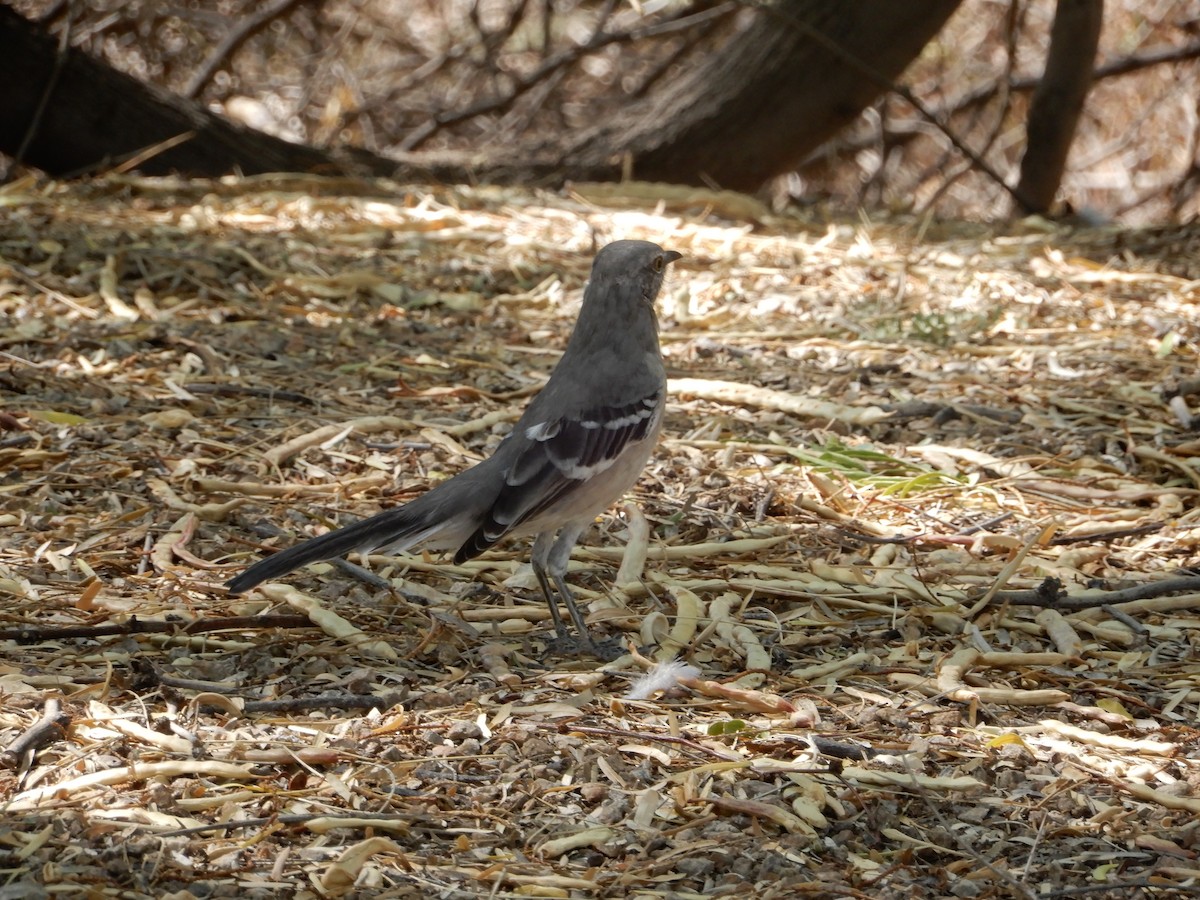 sangspottefugl - ML642406827