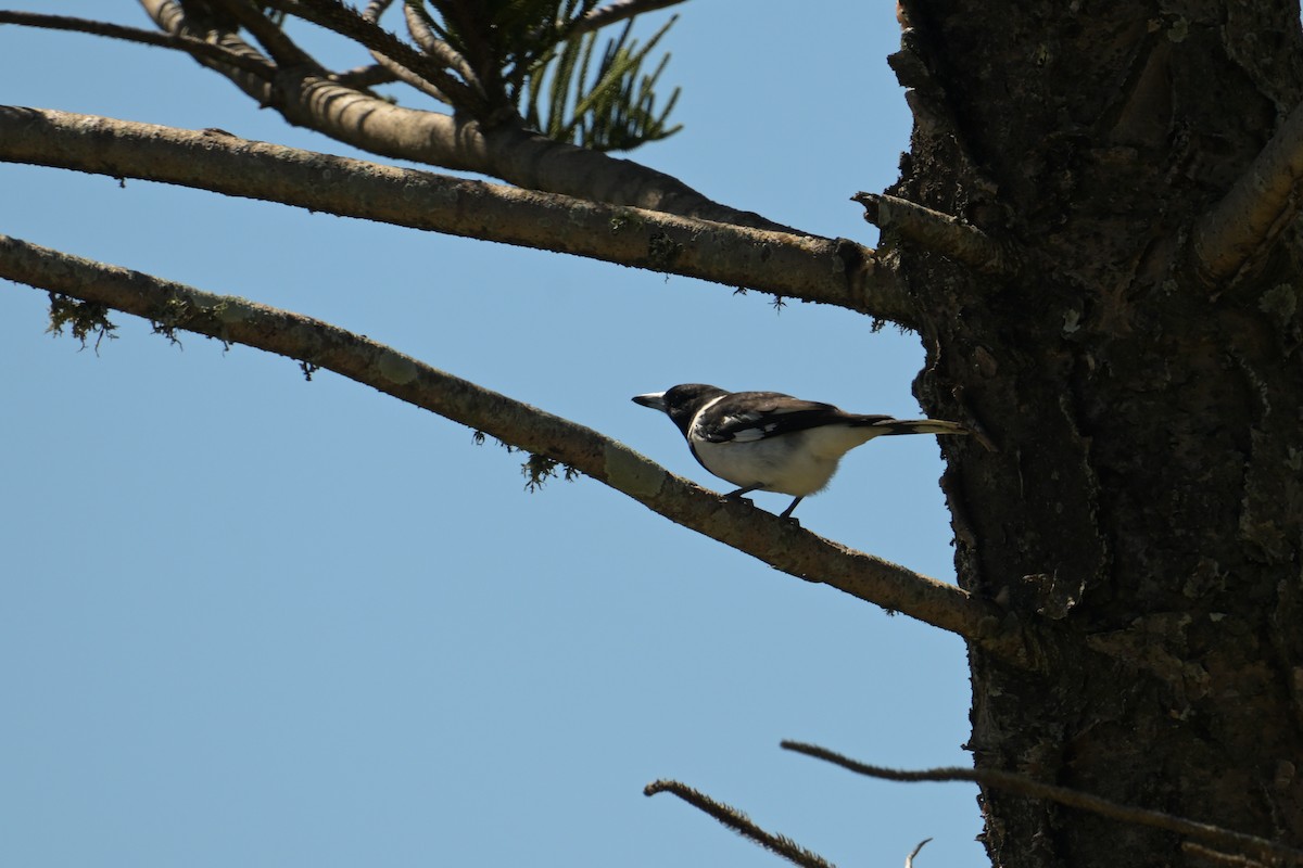 Pied Butcherbird - ML642406832