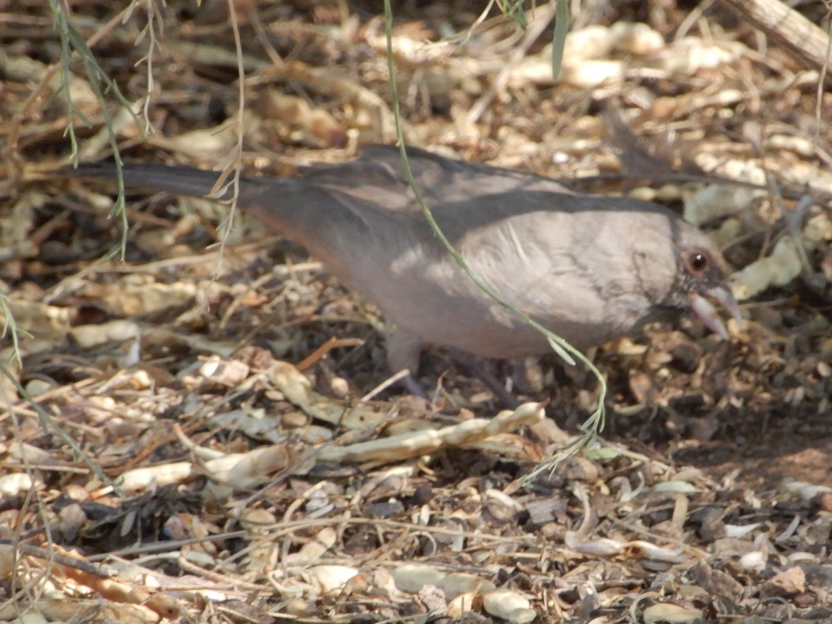 Abert's Towhee - ML642406836