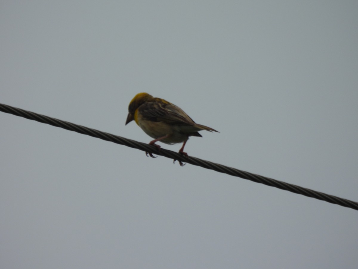 Baya Weaver - ML642406839