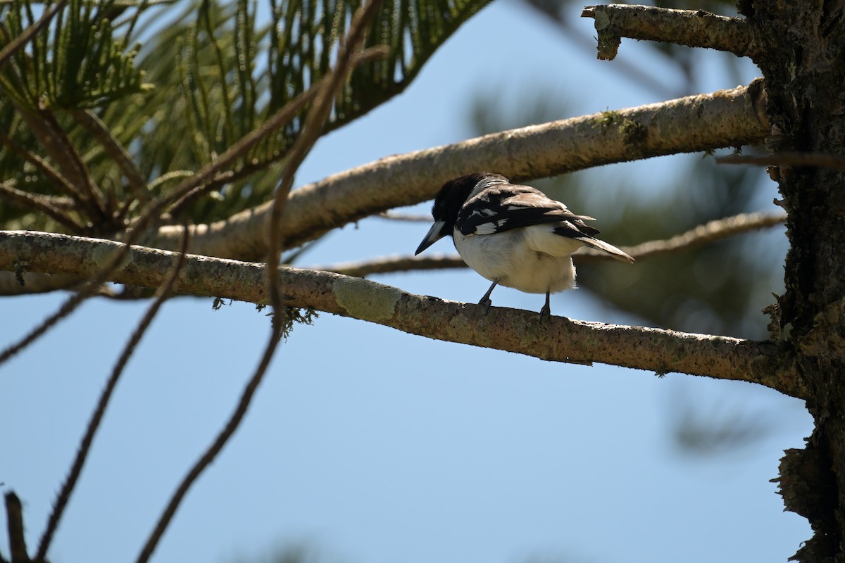 Pied Butcherbird - ML642406842