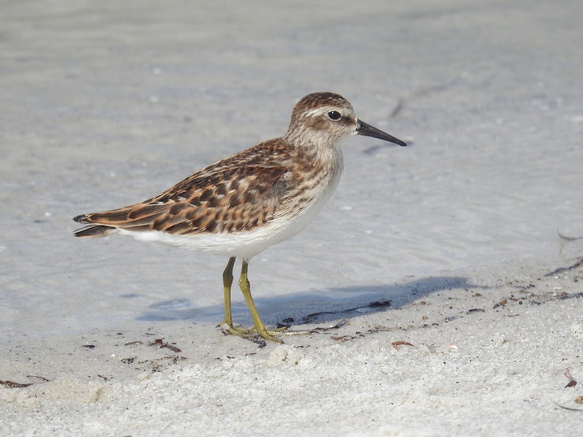 Least Sandpiper - ML642406852