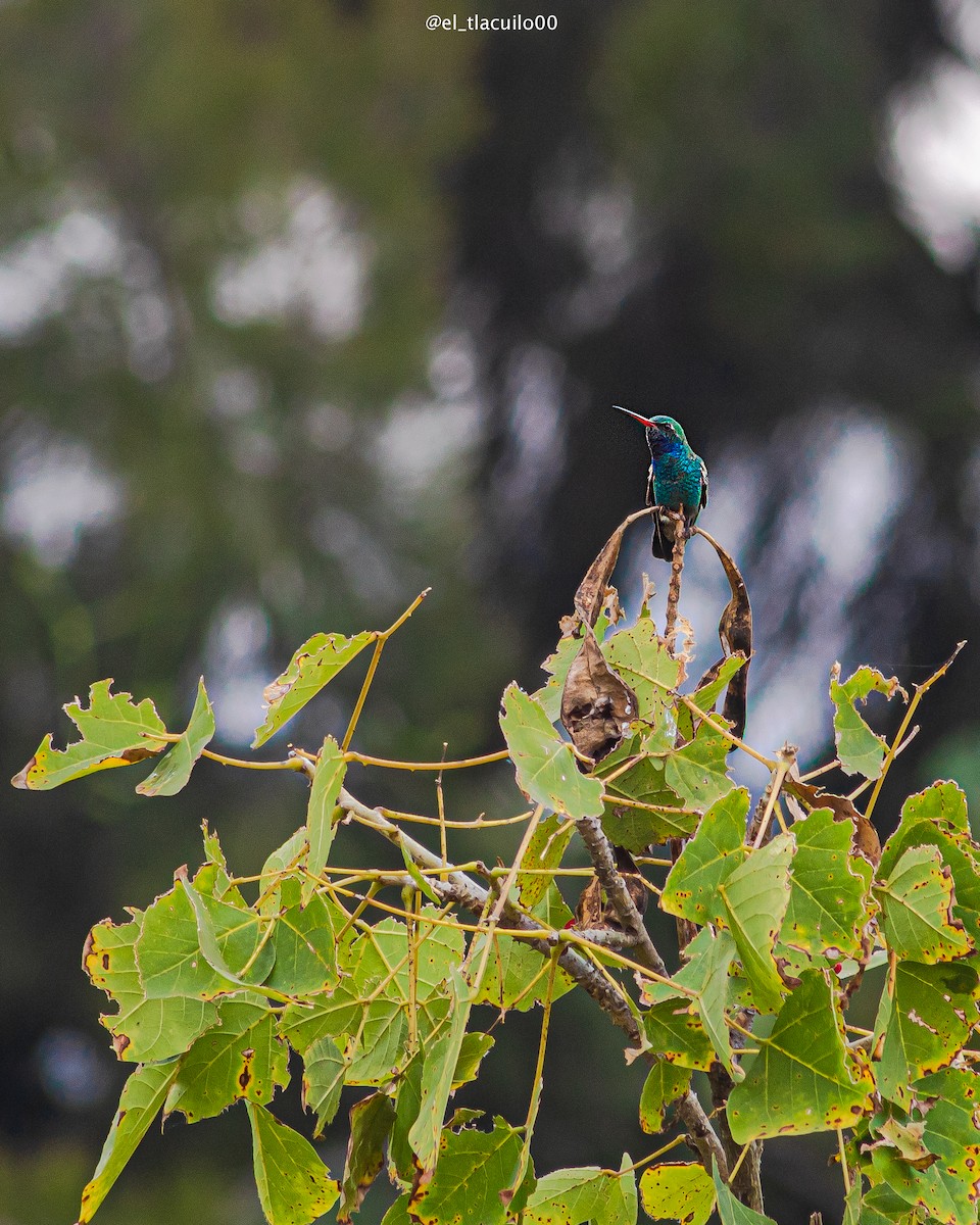 Broad-billed Hummingbird - ML642406861