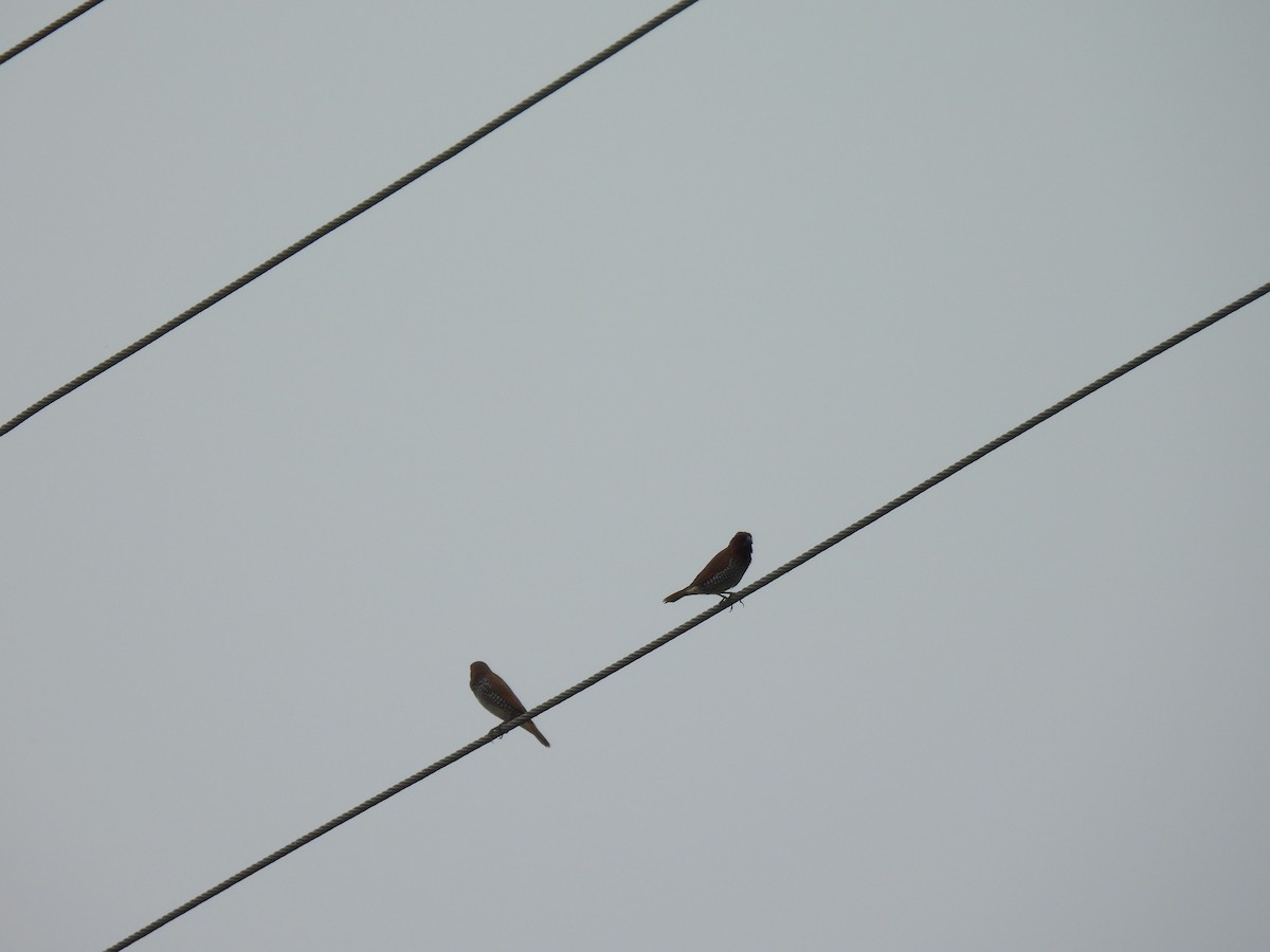 Scaly-breasted Munia - ML642406870