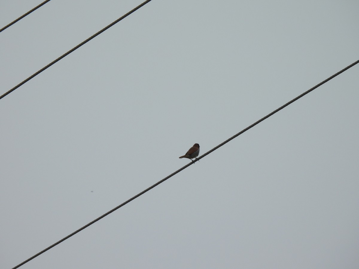 Scaly-breasted Munia - ML642406871