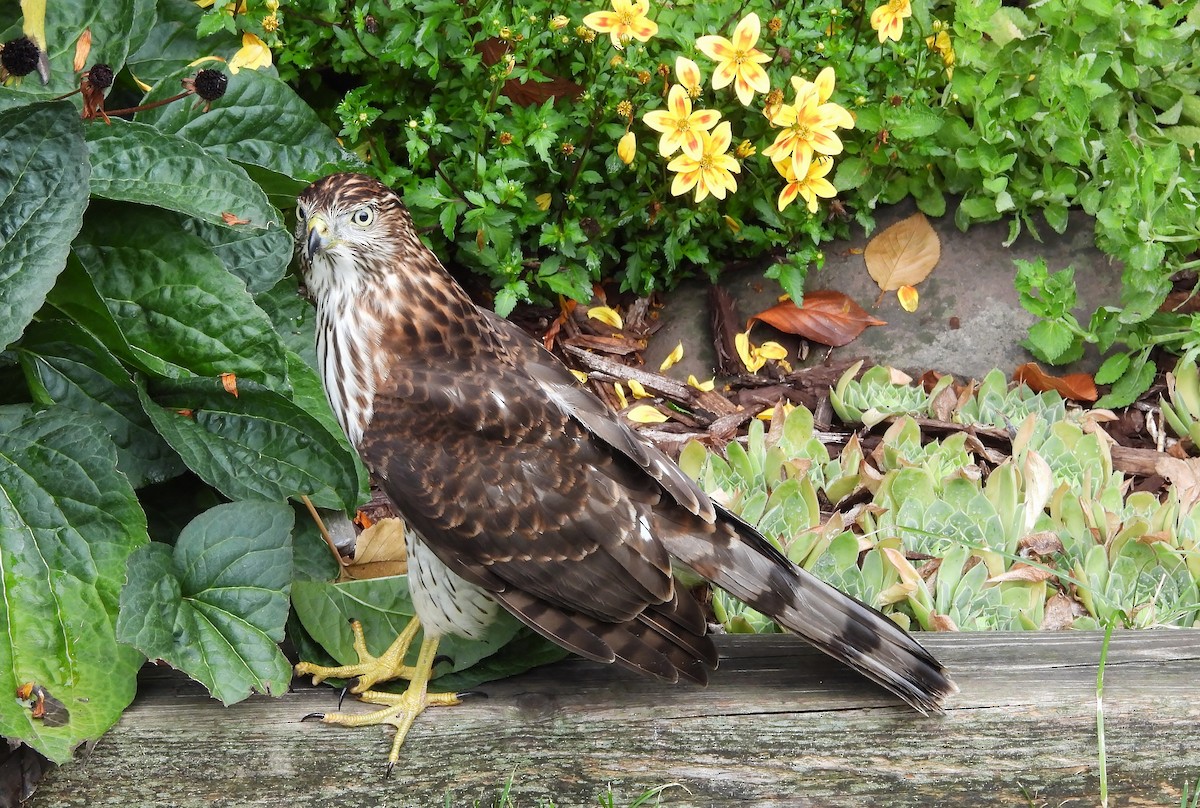 Cooper's Hawk - ML642406879
