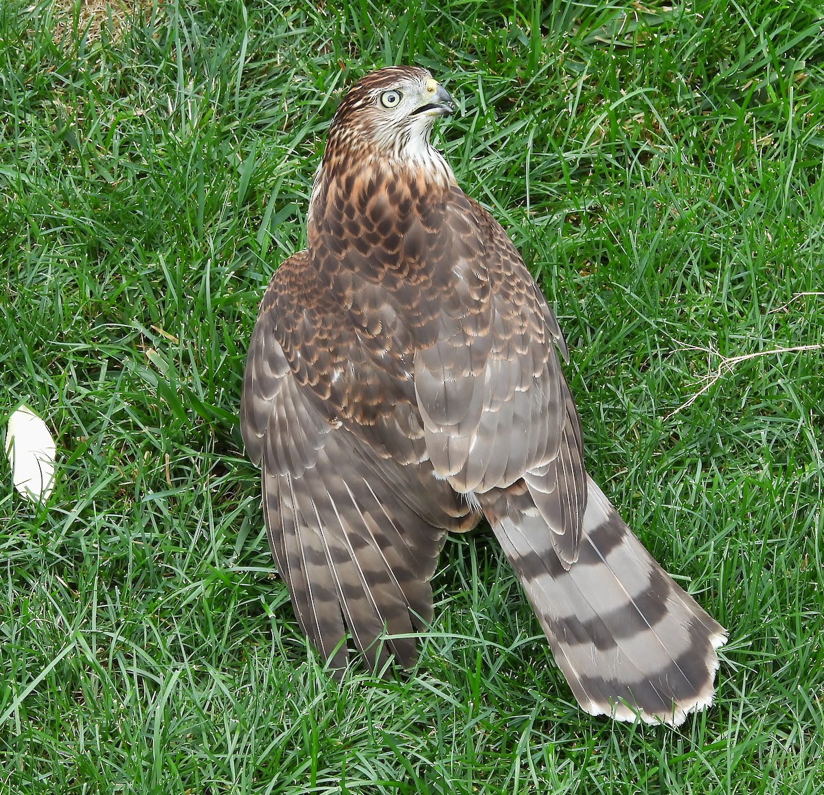 Cooper's Hawk - ML642406880
