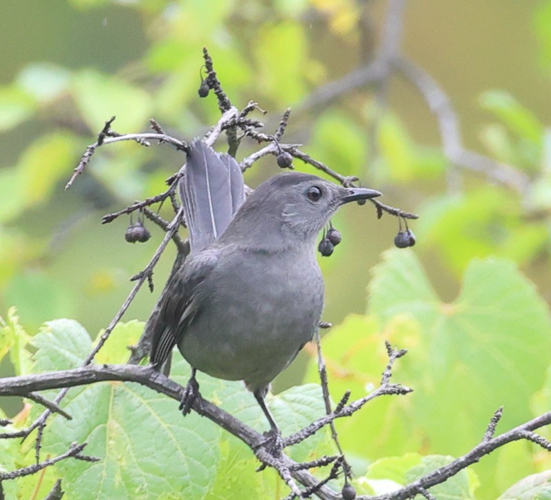 Gray Catbird - ML642406905