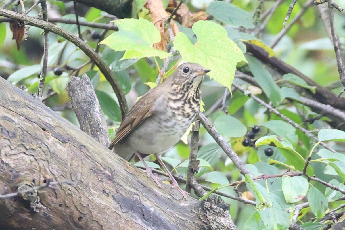 Gray-cheeked Thrush - ML642406917