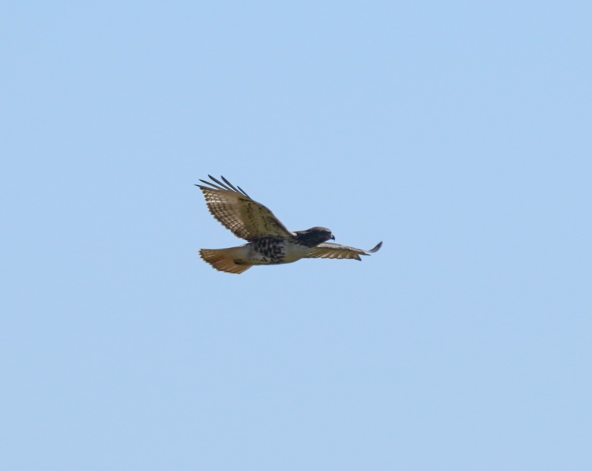 Rotschwanzbussard - ML642406923
