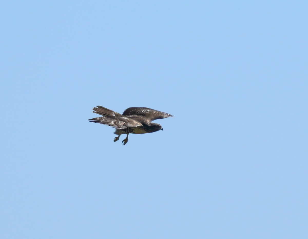 Rotschwanzbussard - ML642406925