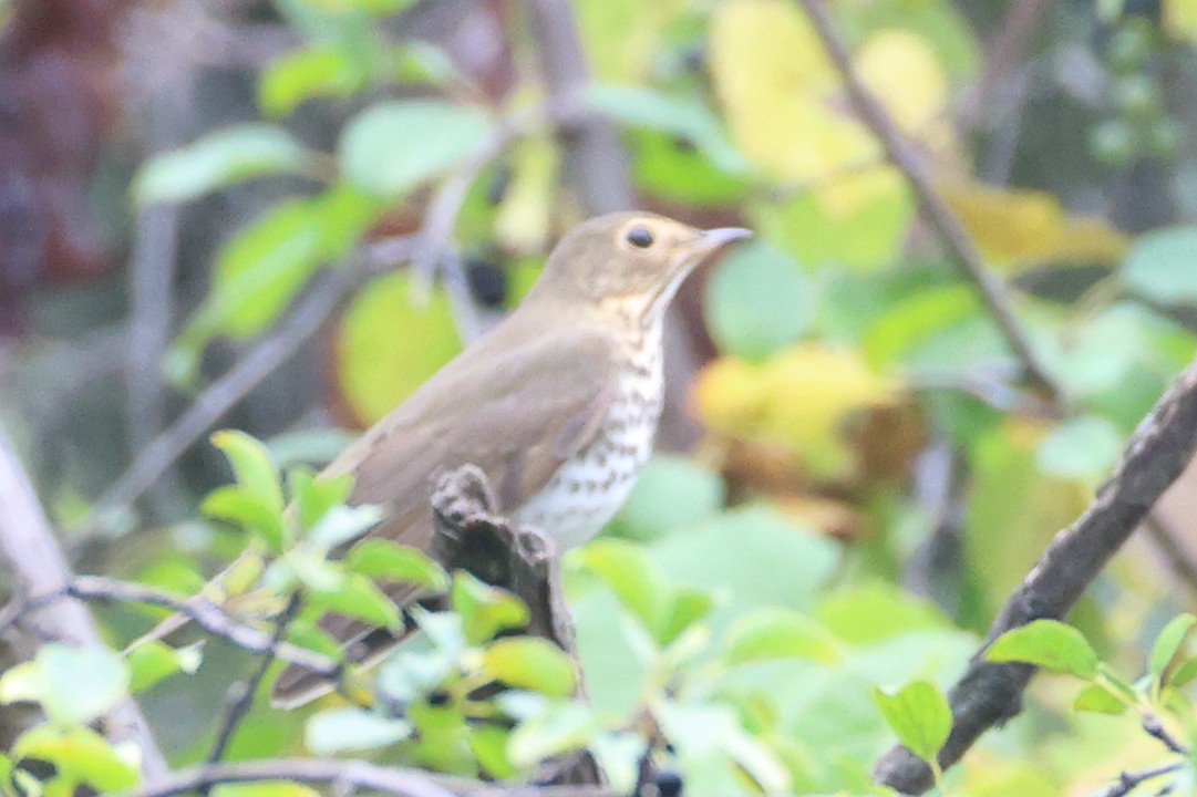 Swainson's Thrush - ML642406926