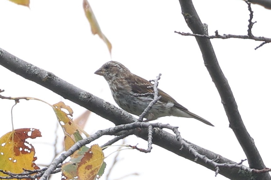 Purple Finch - ML642406938