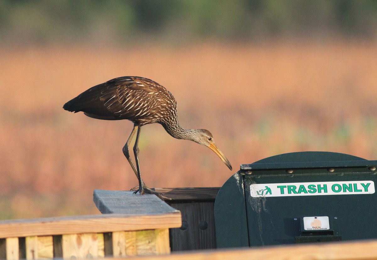 Limpkin - ML642406942