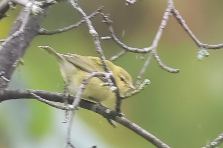 Tennessee Warbler - ML642406950