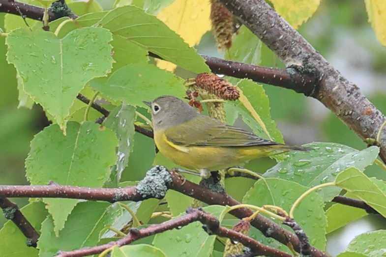 Nashville Warbler - ML642406958